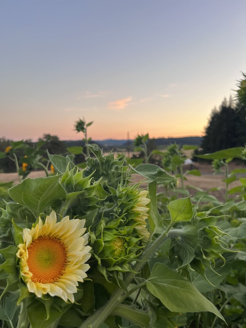 Sunflowers growing on the Wild Child Flower Co farm in Eugene, OR.