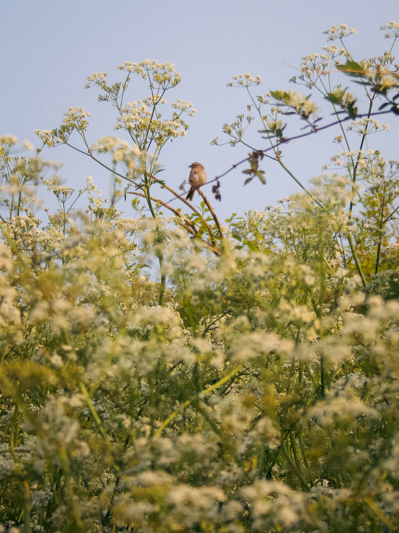 Coastal flowers with a bird on a branch in Newport Rhode Island