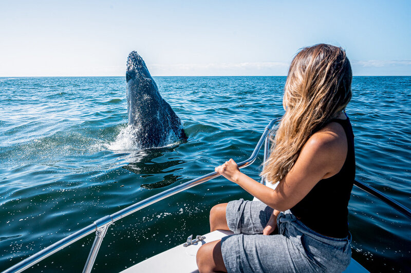 Careyes-Mexico-Whale-watching-humpbacks-