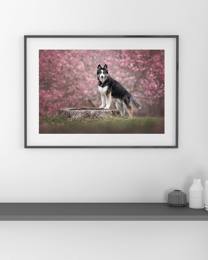 Husky Malamute dog mix standing on a tree stump with tree in the background that has pink flowers