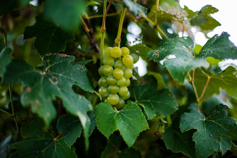 Grapes in the vineyard at Quincy Cellars