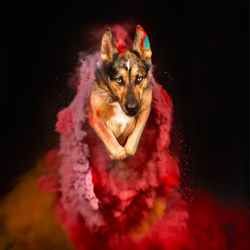 Prepare for a burst of colour with our exclusive 'Holi Powder Dog Portrait' sessions! These sessions capture the vibrant, colourful moments that truly reflect your furry friend’s personality. Join us for an unforgettable experience that will result in stunning, one-of-a-kind portraits and enduring memories of your beloved pet.