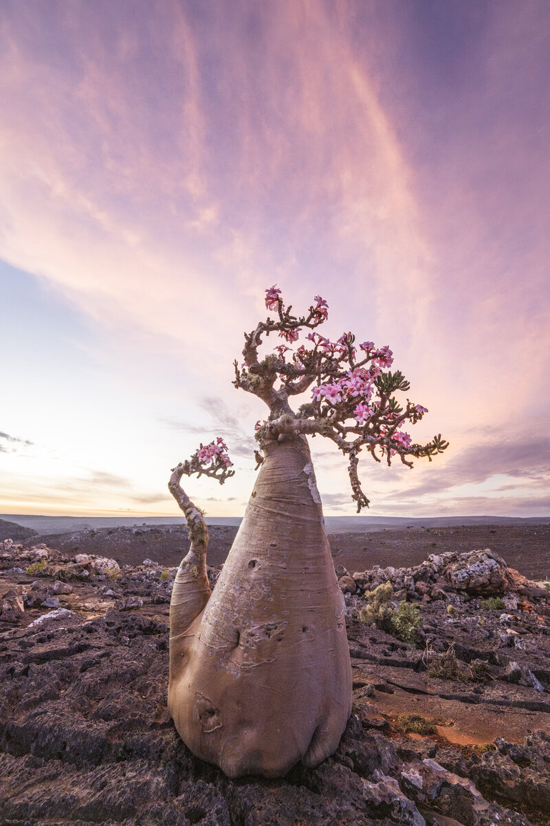 SOCOTRA-Pink Desert Rose 1