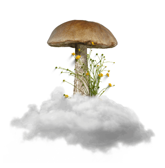 Mushroom and wildflowers sitting on a cloud