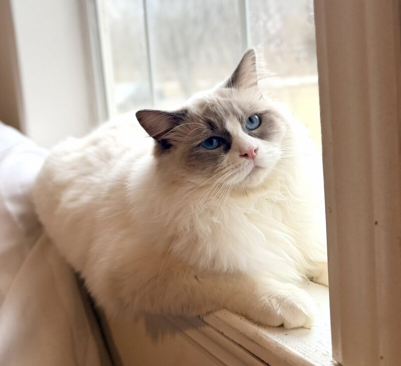 Blulily Ragdolls: Ragdoll Kittens For Sale