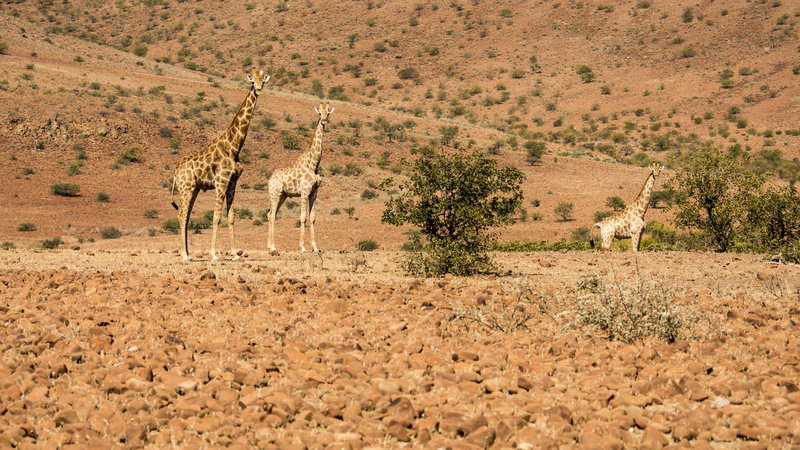 In the field walking with giraffes. A very cool experience. In the field with Raven 6 Studios and Omujeve Safaris