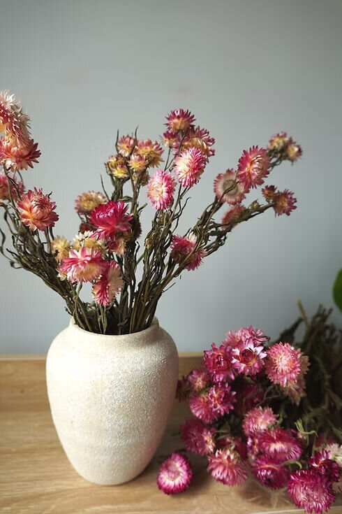 Pink and Blush Dried Strawflowers (3)