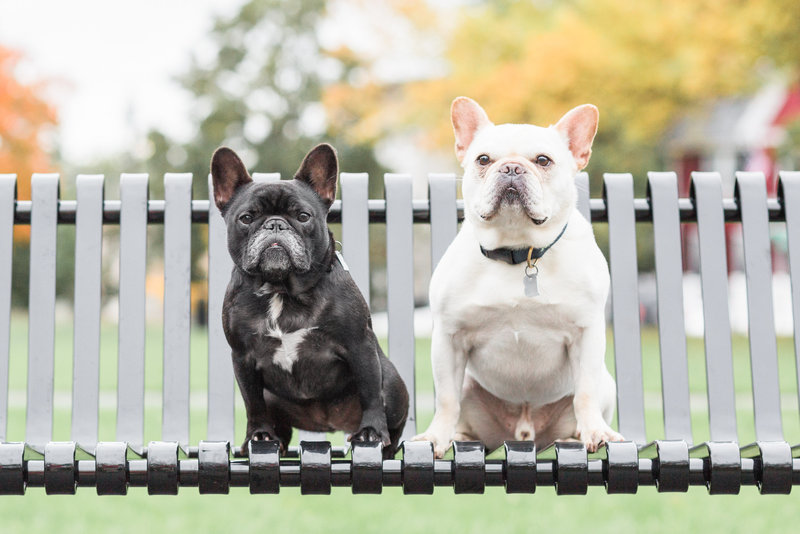 frenchie dogs sitting on Boston park bench