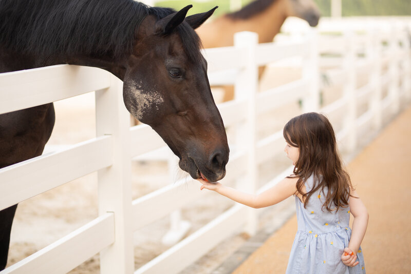 Black horse and little girl
