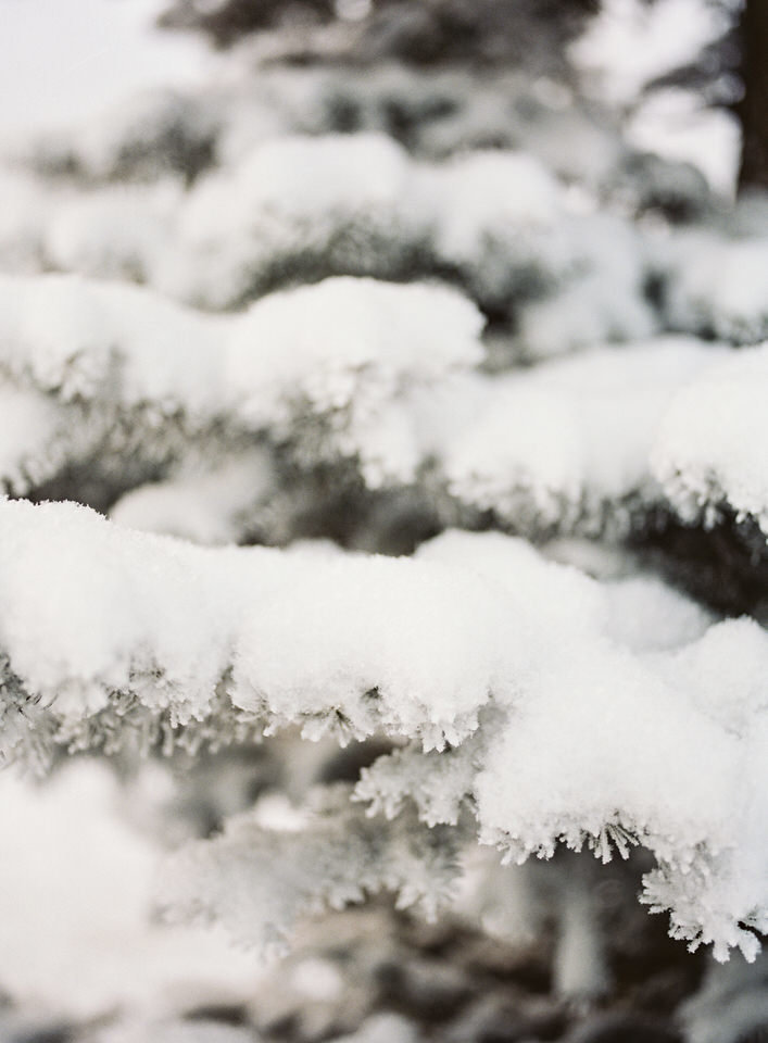 snow covering a pine tree