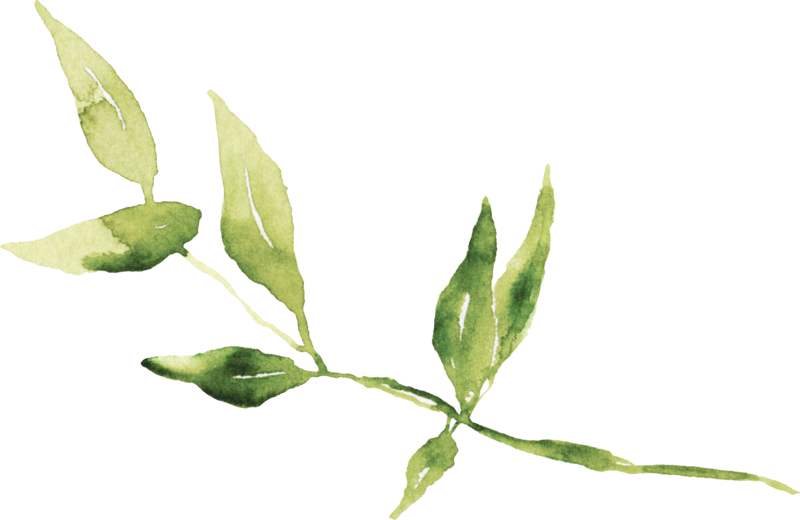 Green watercolor leaf and vine design