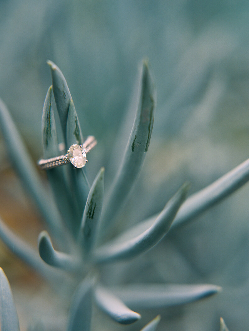 Engagement ring and succulent