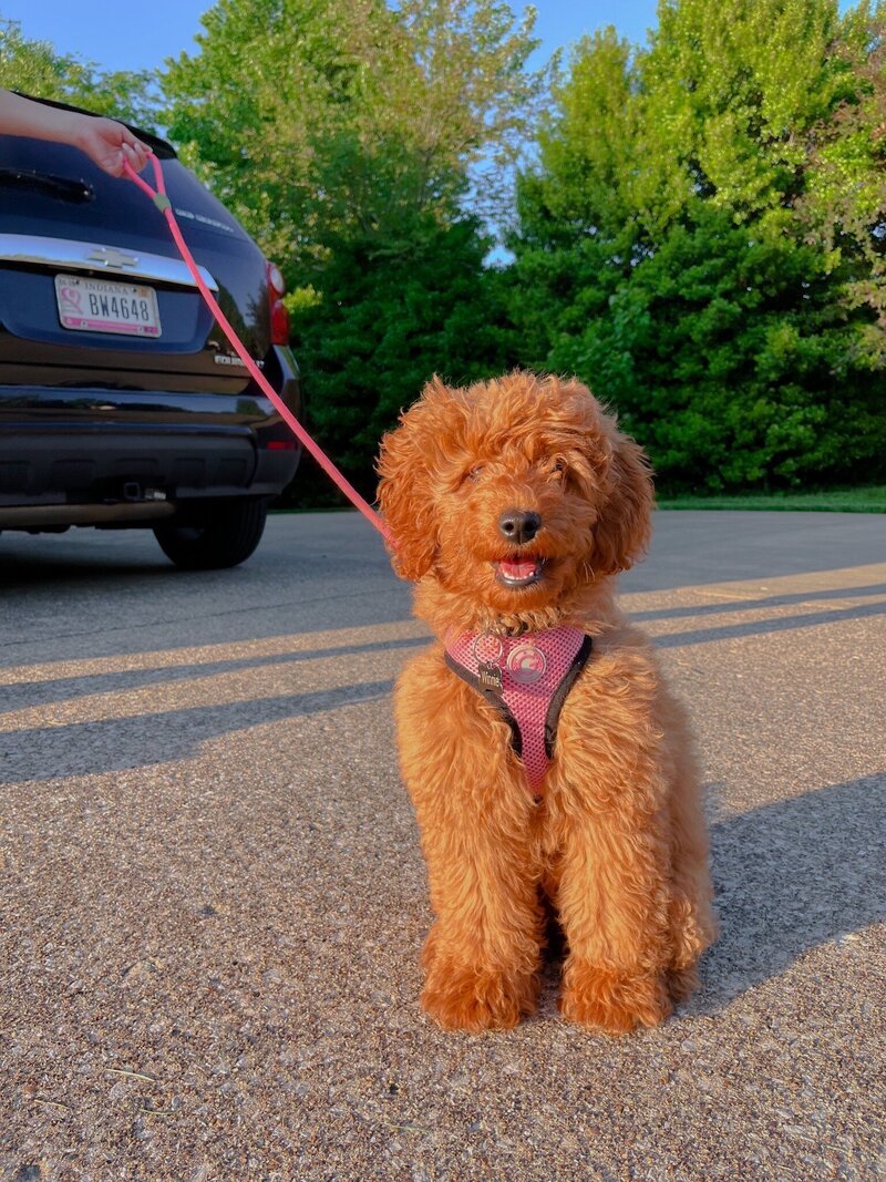 Dog mom. Dog photographer evansville indiana. Mini golden doodle indiana