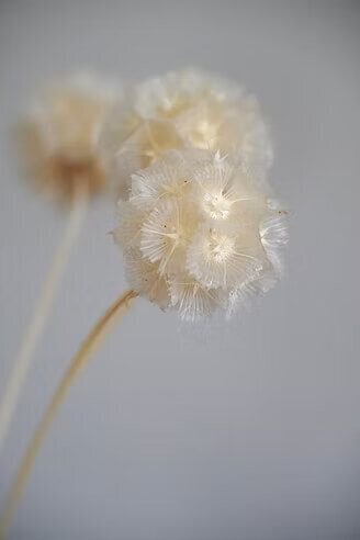 Preserved Scabiosa Bunch (2)