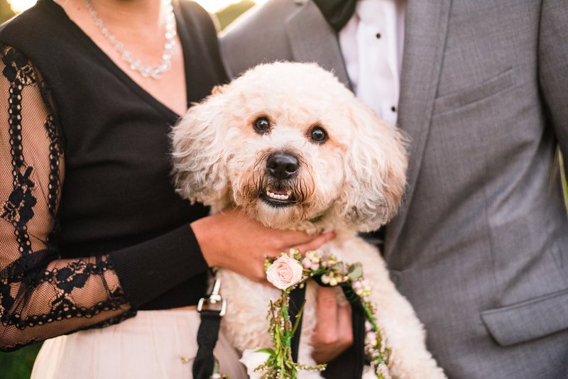 Bichon puppy with flower collar being snuggled by his owners during their engagement photos