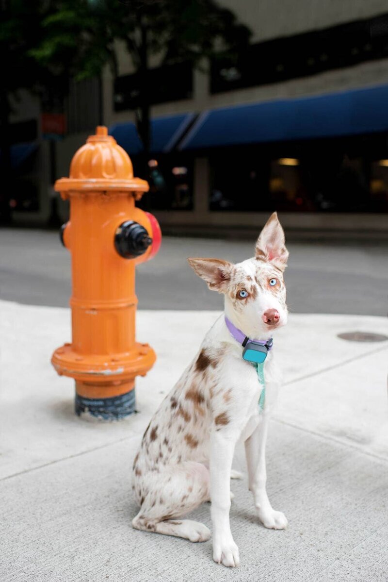 Cute blue eyed spotted dog with a purple collar, sitting in front of a bright orange fire hydrant.