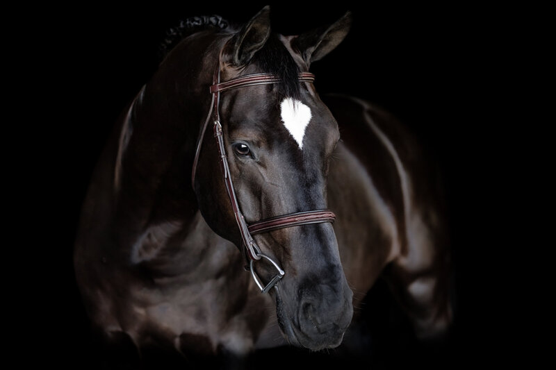Equine Black Background Portrait