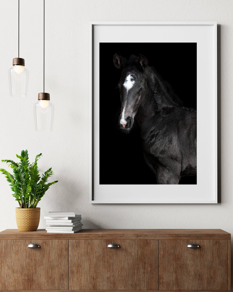 Dutch Warmblood black with a white star colt photographed in a black background style at the Lexington, KY breeding farm.
