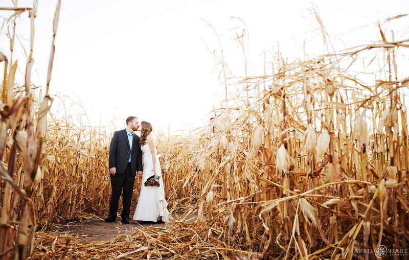 Kissing in the corn maze wedding photography in Denver CO Chatfield Farms