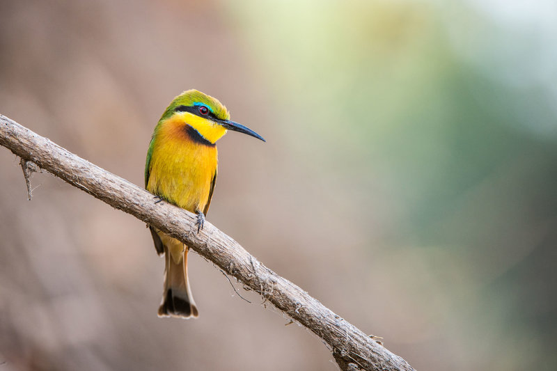 1-2---Traveljar-South-Luangwa---Little-bee-eater---Andrew