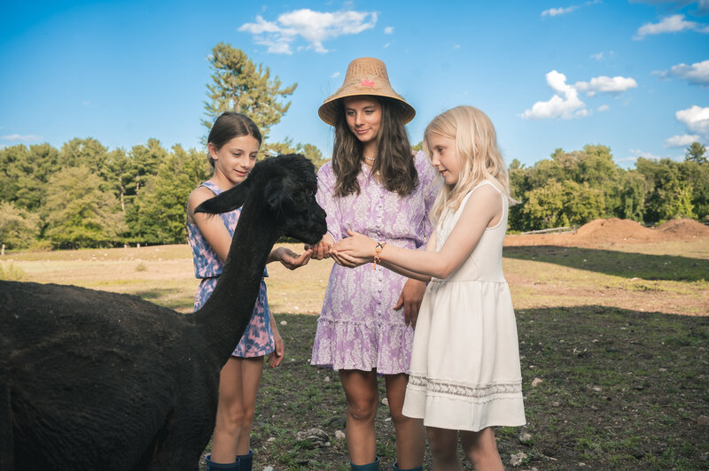 Three sisters feeding a black alpaca on a farm near Boston, MA