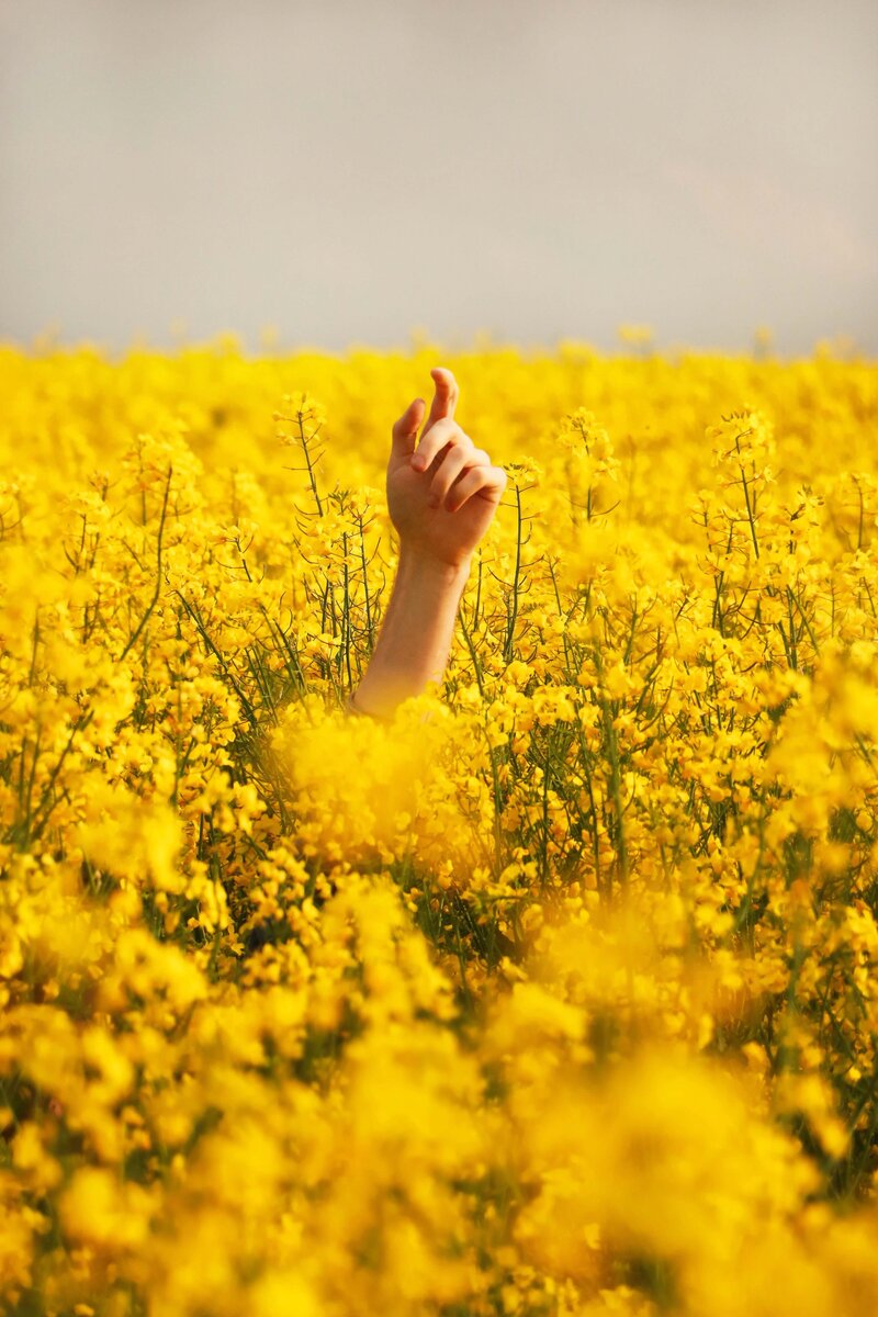 womans hand in field of yellow flowers