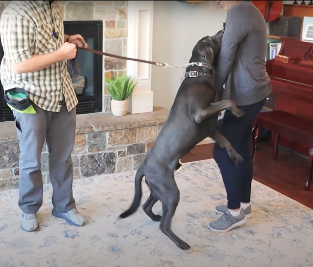 how to fix dog jumping | Cornerstone Dog Training