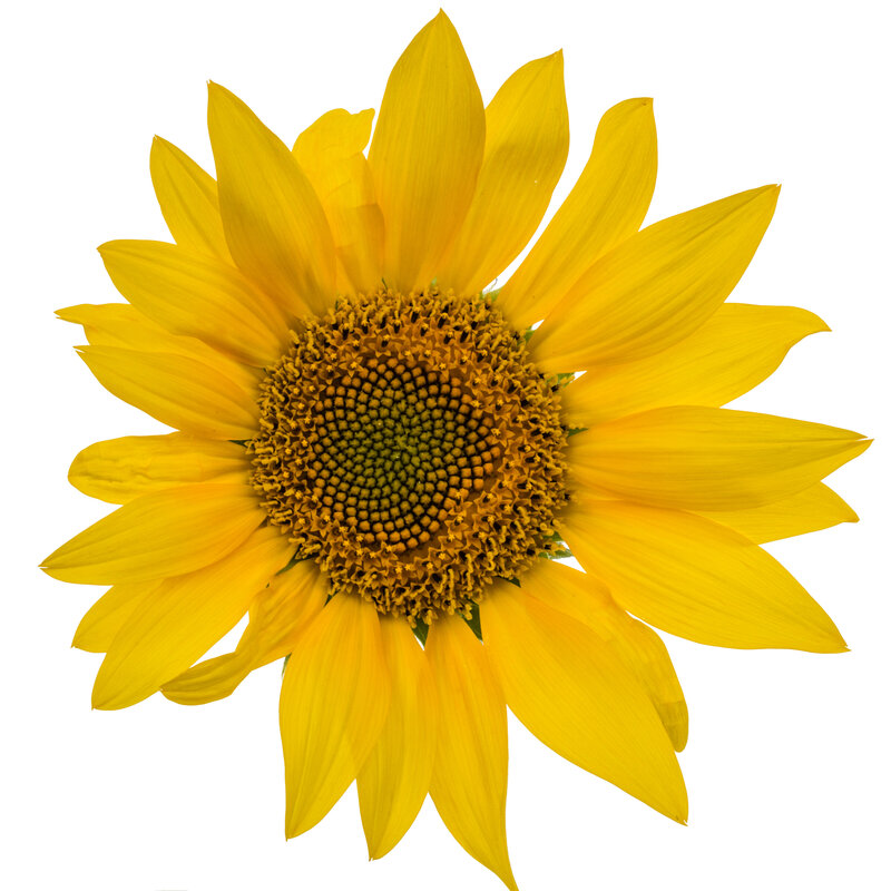 Picture of a Sunflower