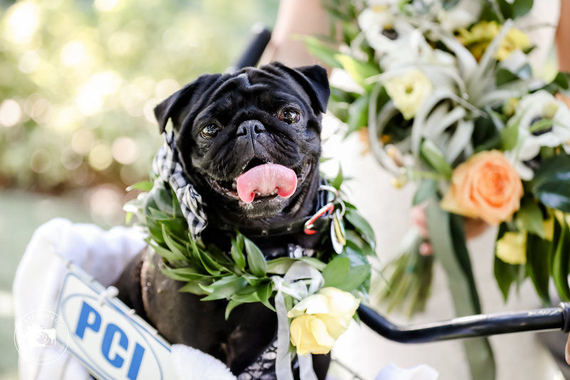 Pug_in_wedding_Furry_Ventures