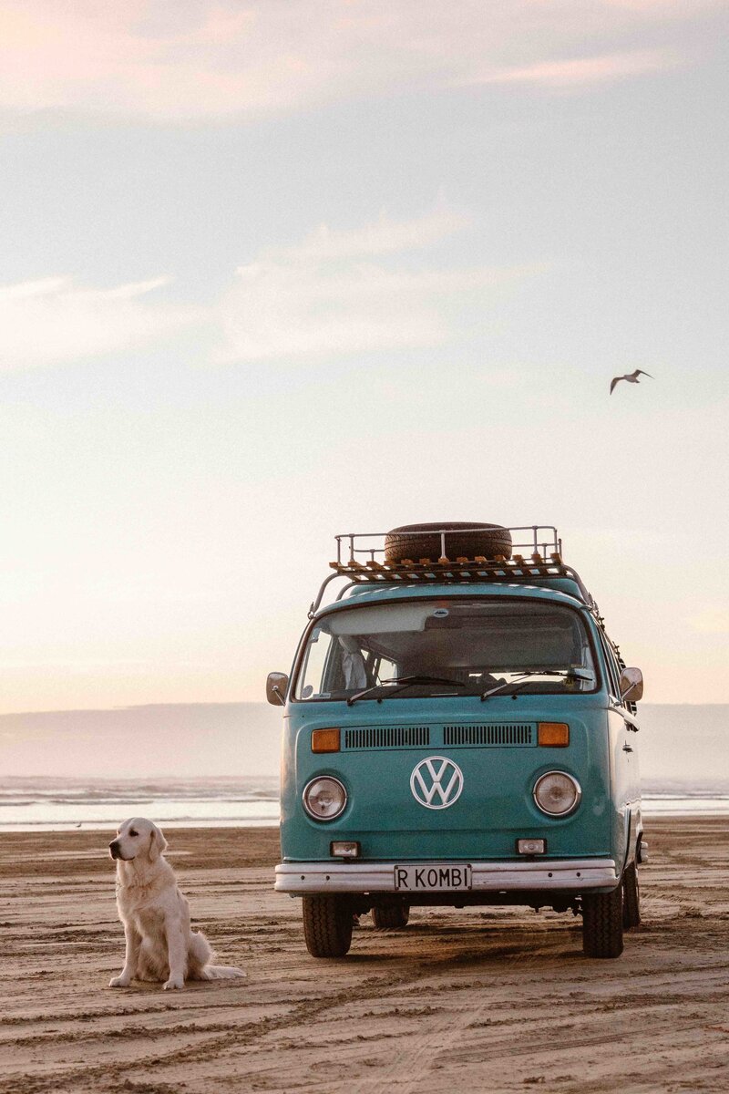 A teal kombi van called Rhonda is on the beach at sunset with golden labrador
