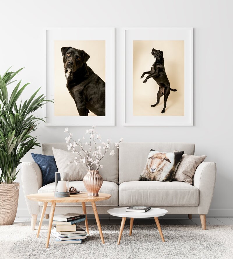 modern living room with framed dog portraits