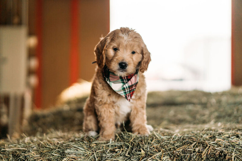 Cute puppy with bandana standing on hay