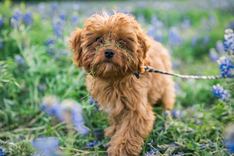Small brown dog walking in bluebonnets, Austin Family Photographer