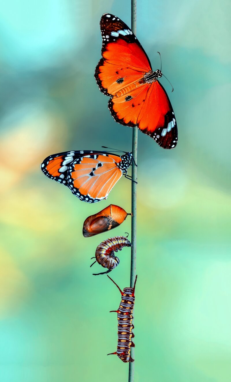 Butterfly caterpillar transformation