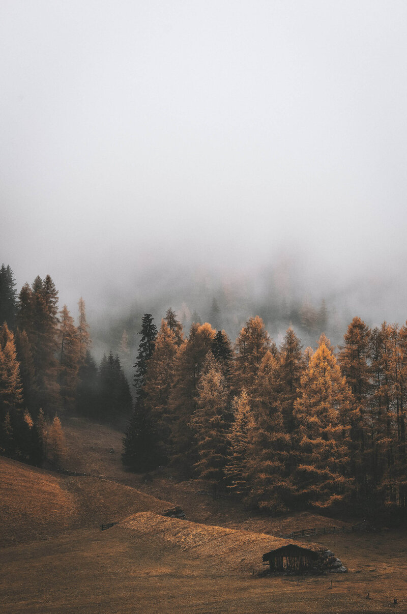 foggy forest in the fall