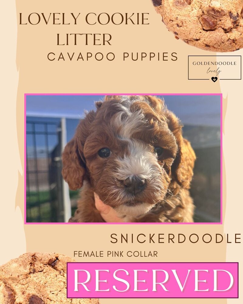 Cookie - Pink Snickerdoodle Female