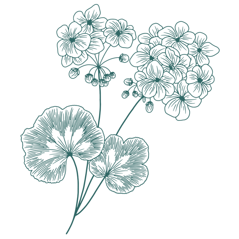 Graphic Art, two flower bundles and two lily pad line drawings