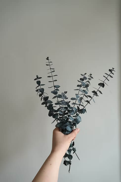 Preserved Eucalyptus Bunch (2)