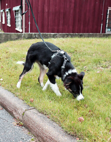 Border Collie sniffing