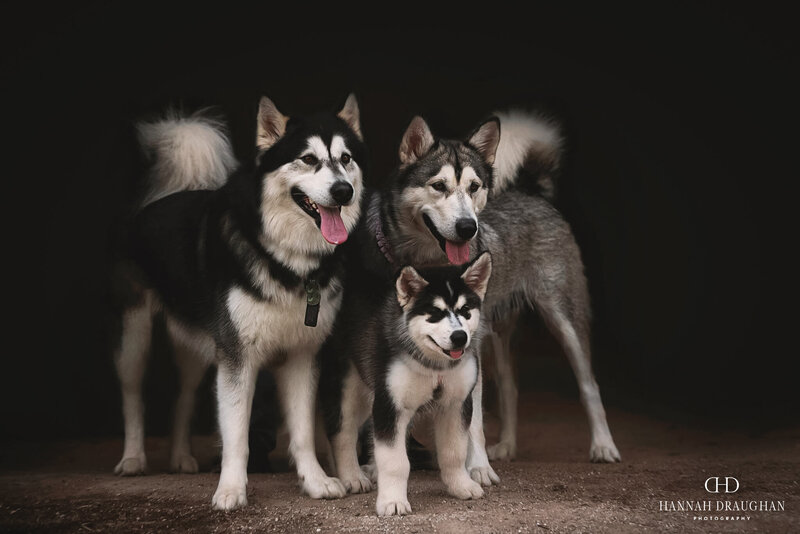 malamute family