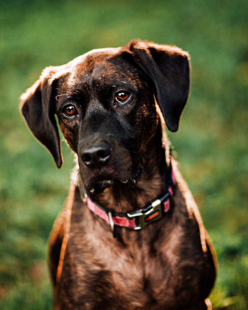 brown rescue dog Nashville