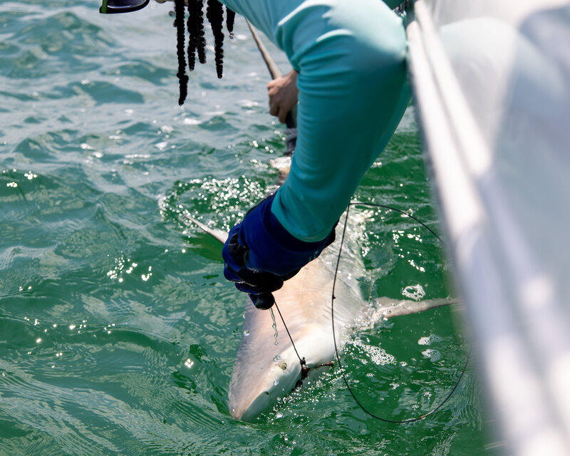 Female shark scientist leans over edge of boat to tag, sample, and release black tip shark in Florida