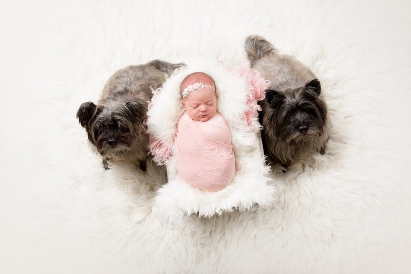 newborn baby girl in basket with dogs