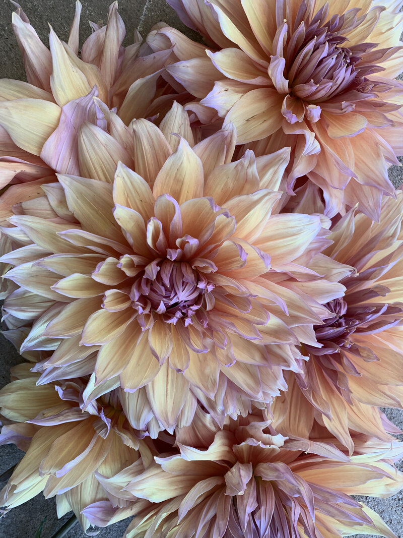 Pink and peach hued dahlias from Wild Child Flower Co