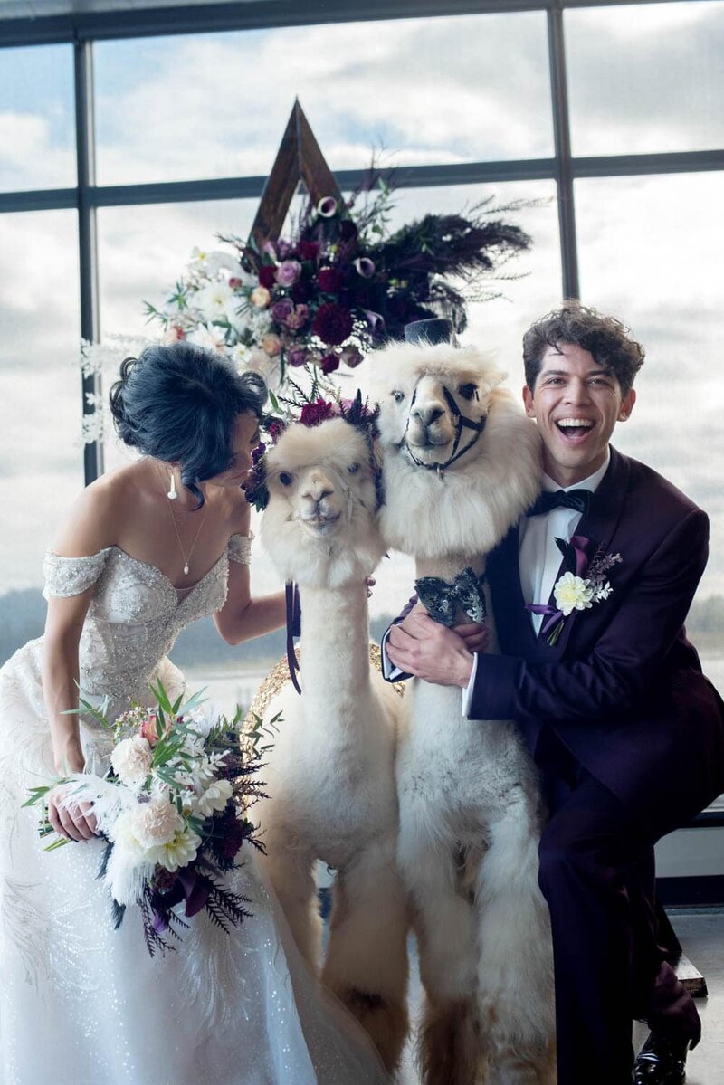 Happy bride and groom laugh with the wedding alpacas from classy camelids