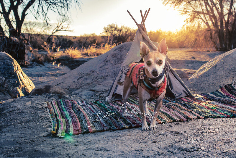 pet portrait of a small brown dog in a Pendleton vest in fromt of a tent and a sunset