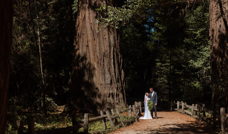Henry-Cowell-Redwood-Forest-San-Jose-California-Rachel-Marie-Photography-1