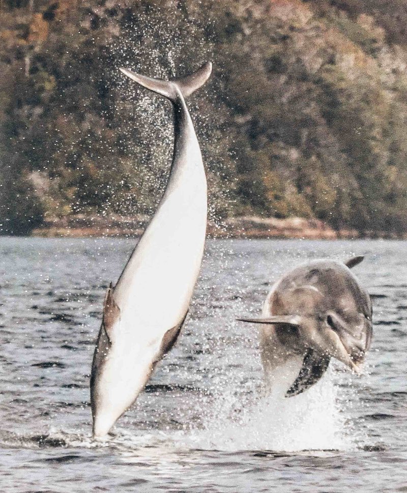 Dolphins leaping out of the water, photographed by Warren in Fiordland, New Zealand