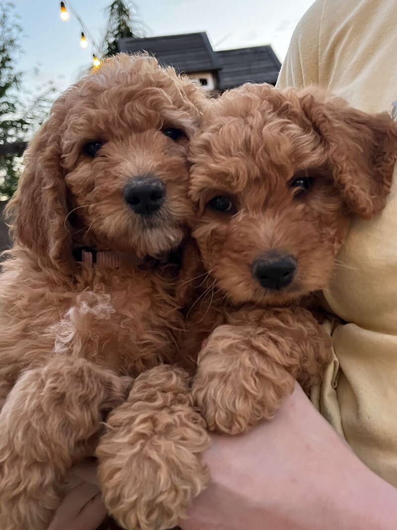 two red goldendoodle puppies