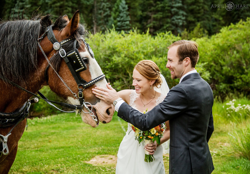 Couple pets horse on wedding day at Mountain View Ranch in Colorado